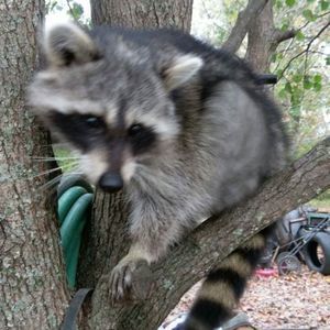 Meet your Posher, Connie